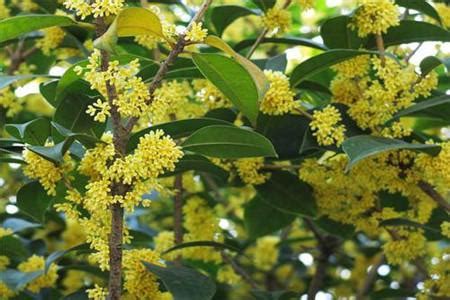 桂花樹風水